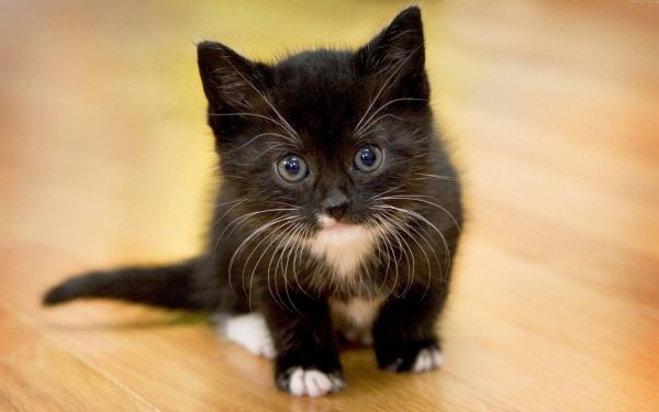 black, cat, whiskers, Black Cat, face, kitten