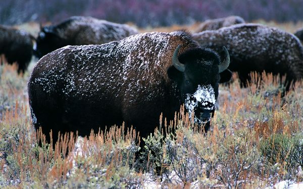 bison,horns,snow