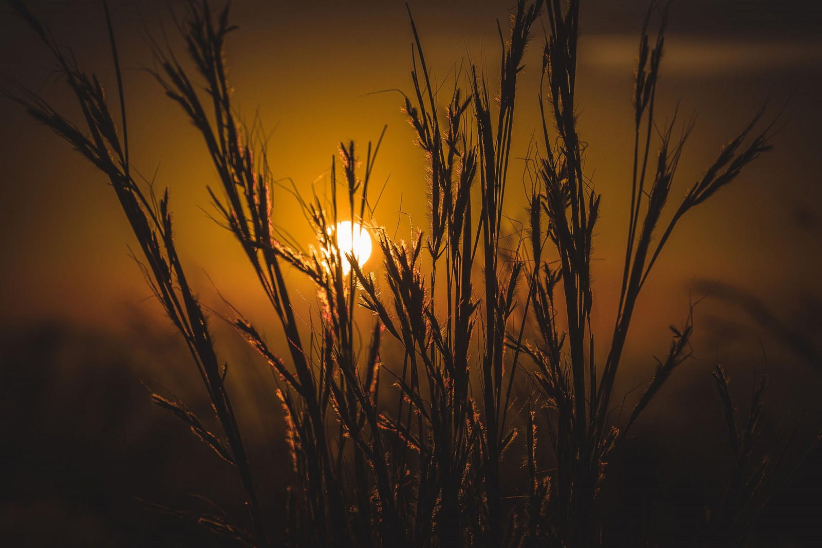 slunečnímu záření, západ slunce, noc, Příroda, odraz, tráva, nebe, rostliny, pole, makro, větev, svítání, večer, ráno, slunce, horizont, atmosféra, soumrak, světlo, strom, květ, svítání, rostlina, tma, atmosférický jev, astronomický objekt, tráva rodina