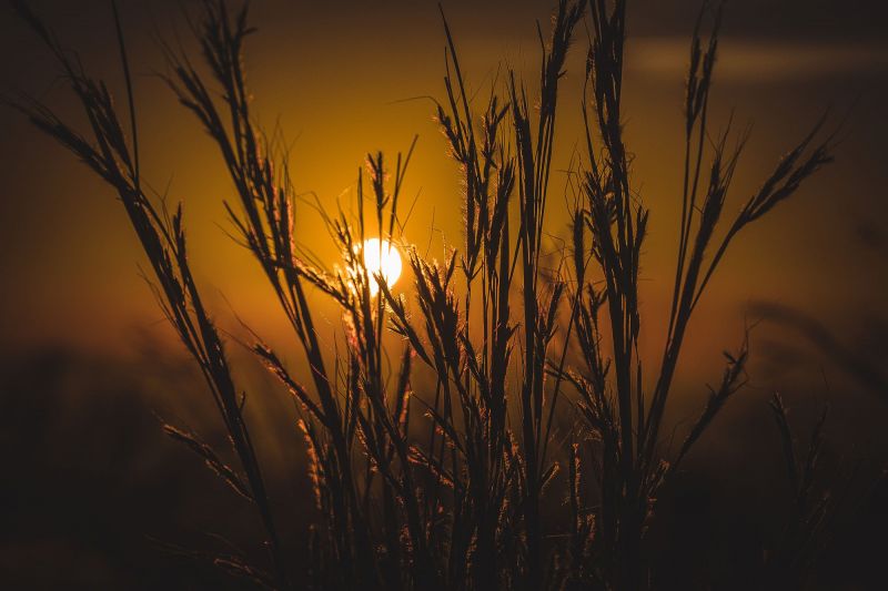 sunlight, sunset, night, nature, reflection, grass sunlight, sunset, night, nature, reflection, grass