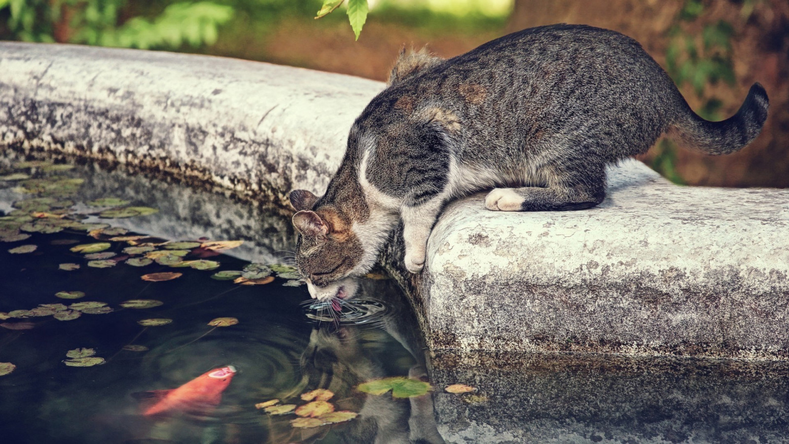 Wallpaper trees, leaves, animals, water, fish, drink, wildlife, pet