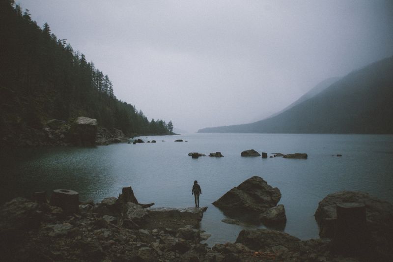 stromy, les, záliv, jezero, moře, voda stromy, les, záliv, jezero, moře, voda
