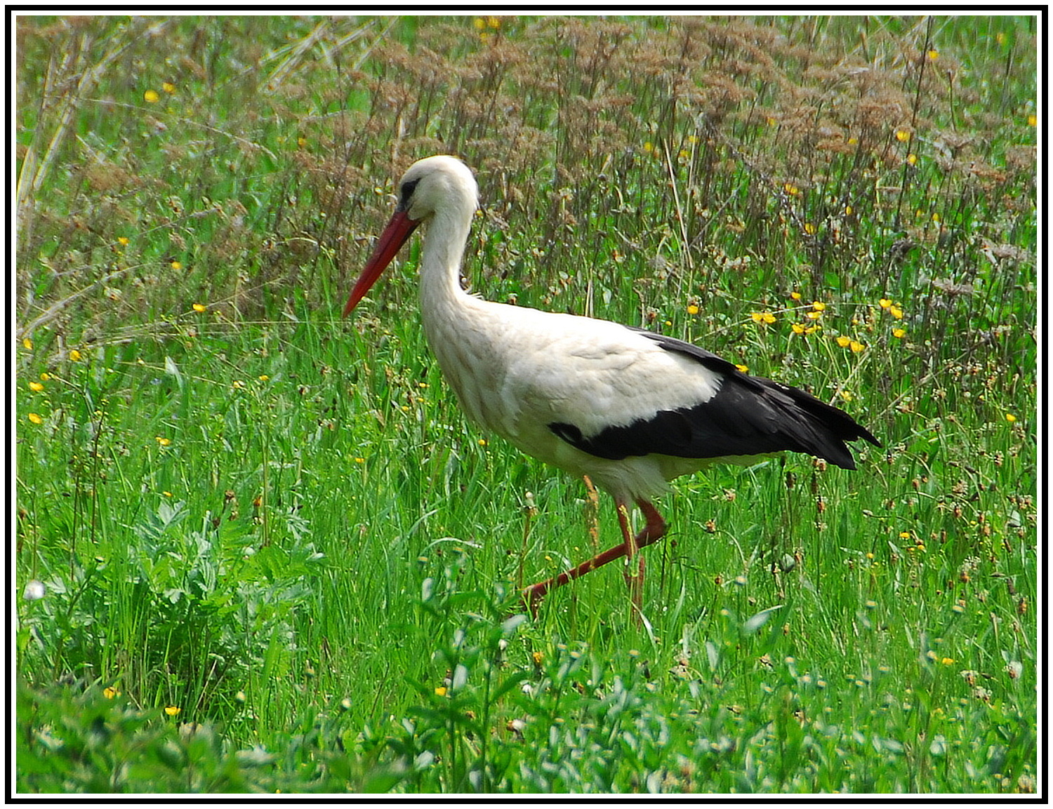 bianca, nero, animali, natura, erba, villaggio, natura, primavera, becco, Slovacchia, cicogna, ibis, animale, all'aperto, uccello, prato, fauna, vertebrato, Gru come uccello, whitestork, easternslovakia, ciconiaciconia, erba verde, ciconiiformes, cicogna bianca