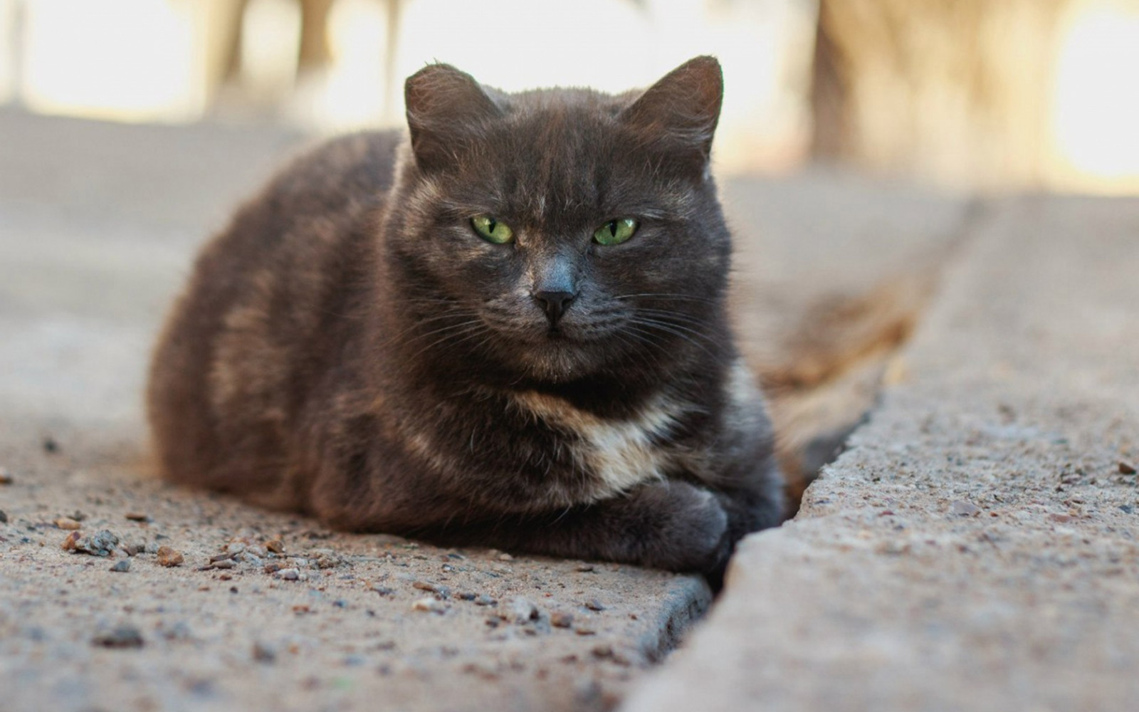 kočka, kníry, kotě, bez domova, fauna, savec, puntíkovaný, obratlovců, zblízka, kočka jako savci, malé až středně velké kočky
