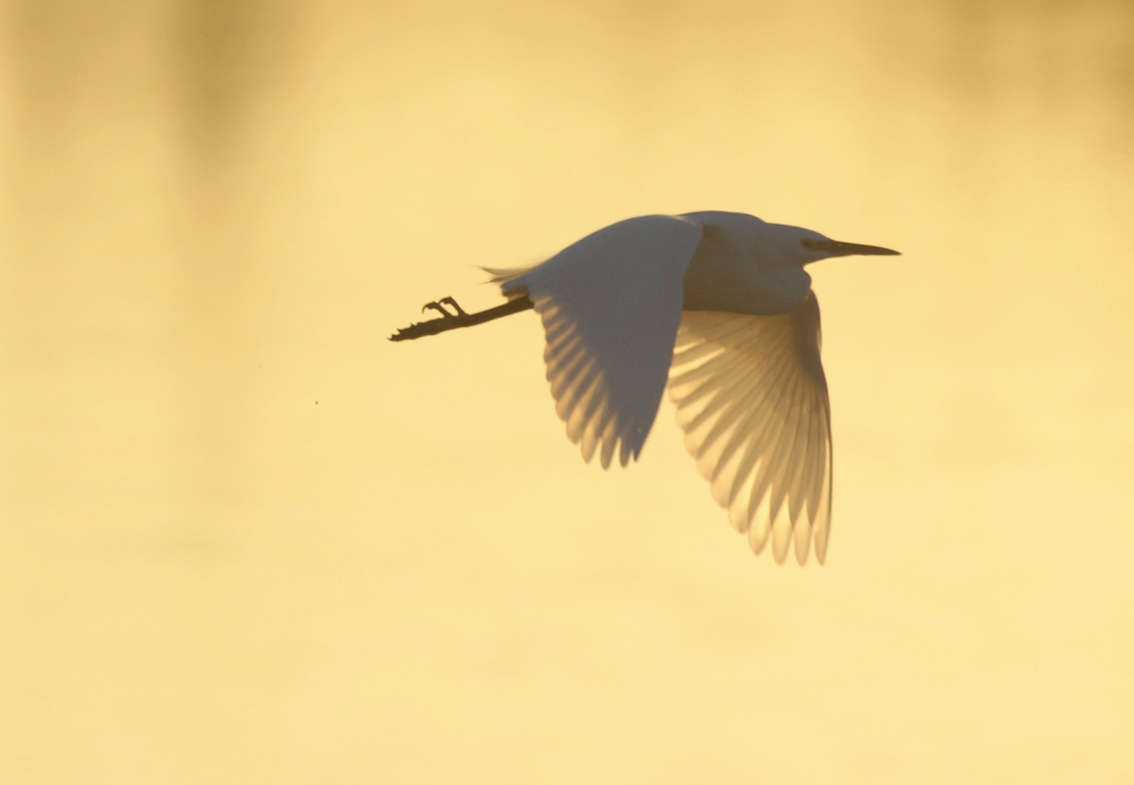 západ slunce, moře, voda, křídla, zima, silueta, peří, Dorset, slunce, Spojené království, zobák, podsvícení, obrys, volavka, Let, leden, 2014, světlo, podsvícený, pták, křídlo, prohlížení pták, obratlovců, stevemaskell, Poole, holesbay, rychlost světla, 299792458ms