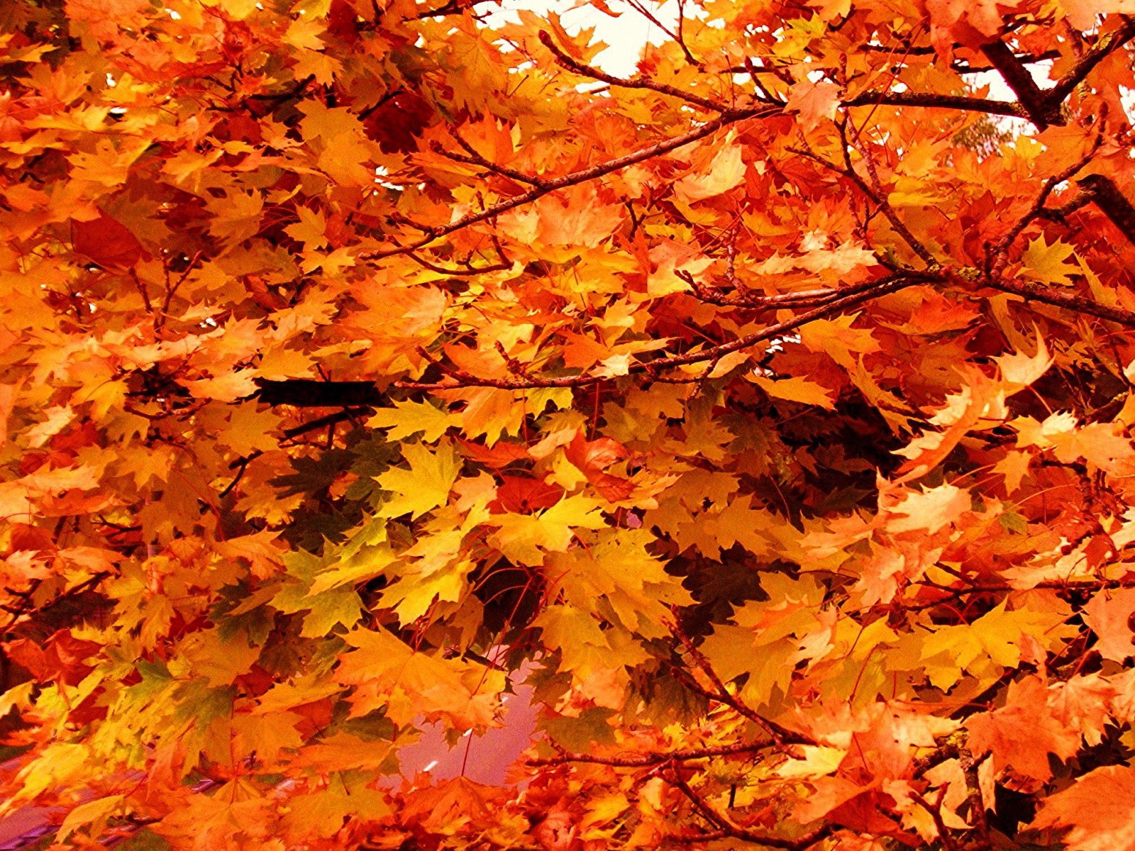 podzim, stromy, strom, podzim, list, Herbst, bl tter, lihovar, b UME, baum, colorphotoaward, saariysqualitypictures, Naturalezaenestadopuro