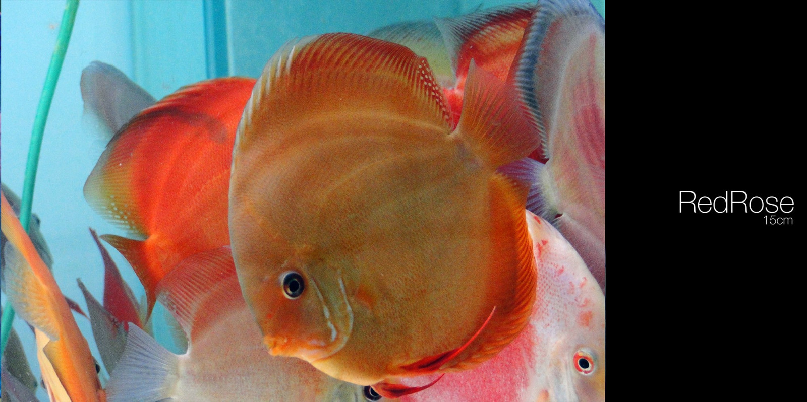 rot, Fisch, Goldfisch, Discus Fisch, Biologie, Meeresbiologie, Pomacentridae