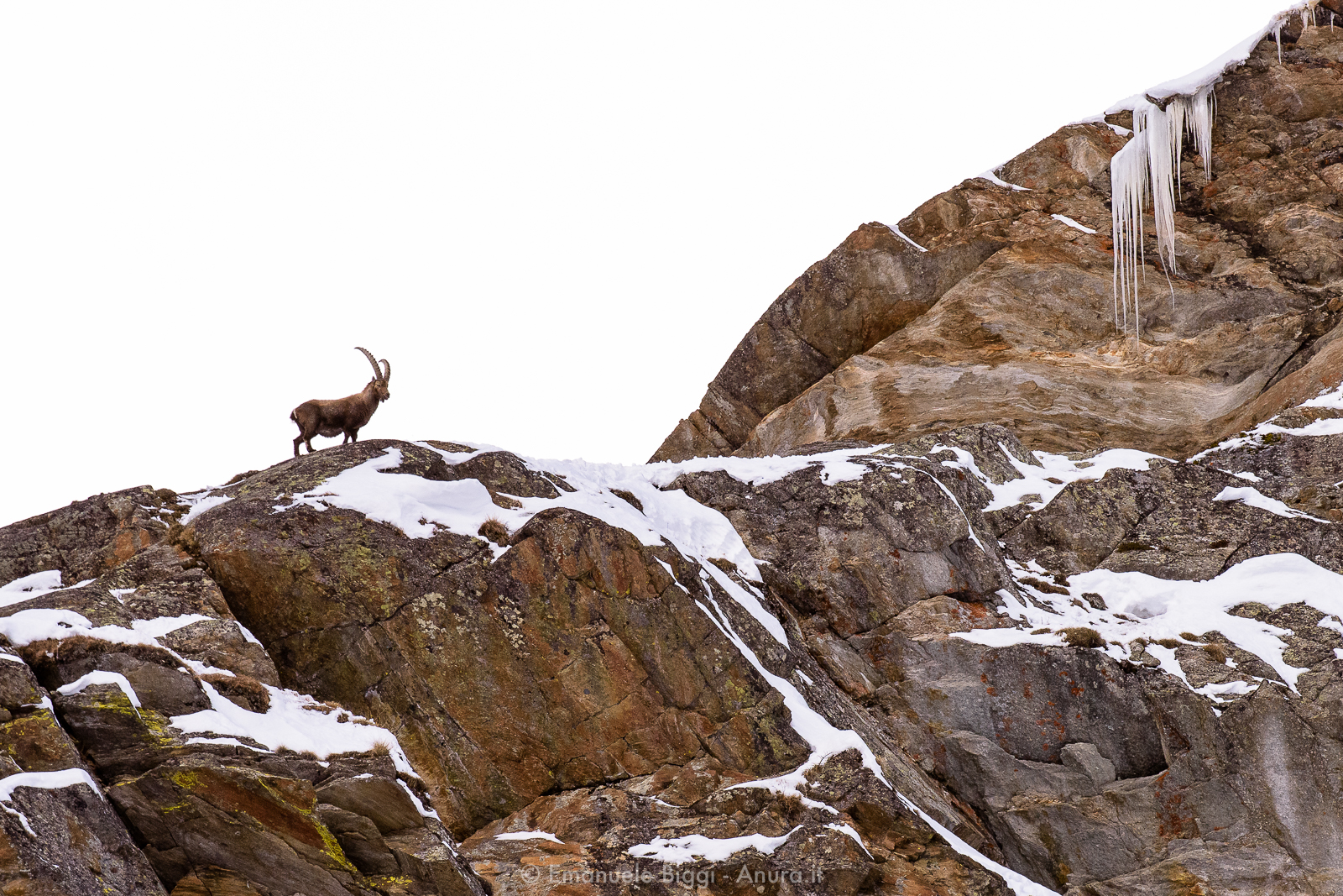 Italien, klippe, parkere, vinter, horn, dyreliv, Alperne, pattedyr, ibex, dannelse, Alpine, Terræn, national, bjerg, højde, han-, geologi, Gran Paradiso, grundfjeld, skrænt, outcrop, Capra, Valsavarenche