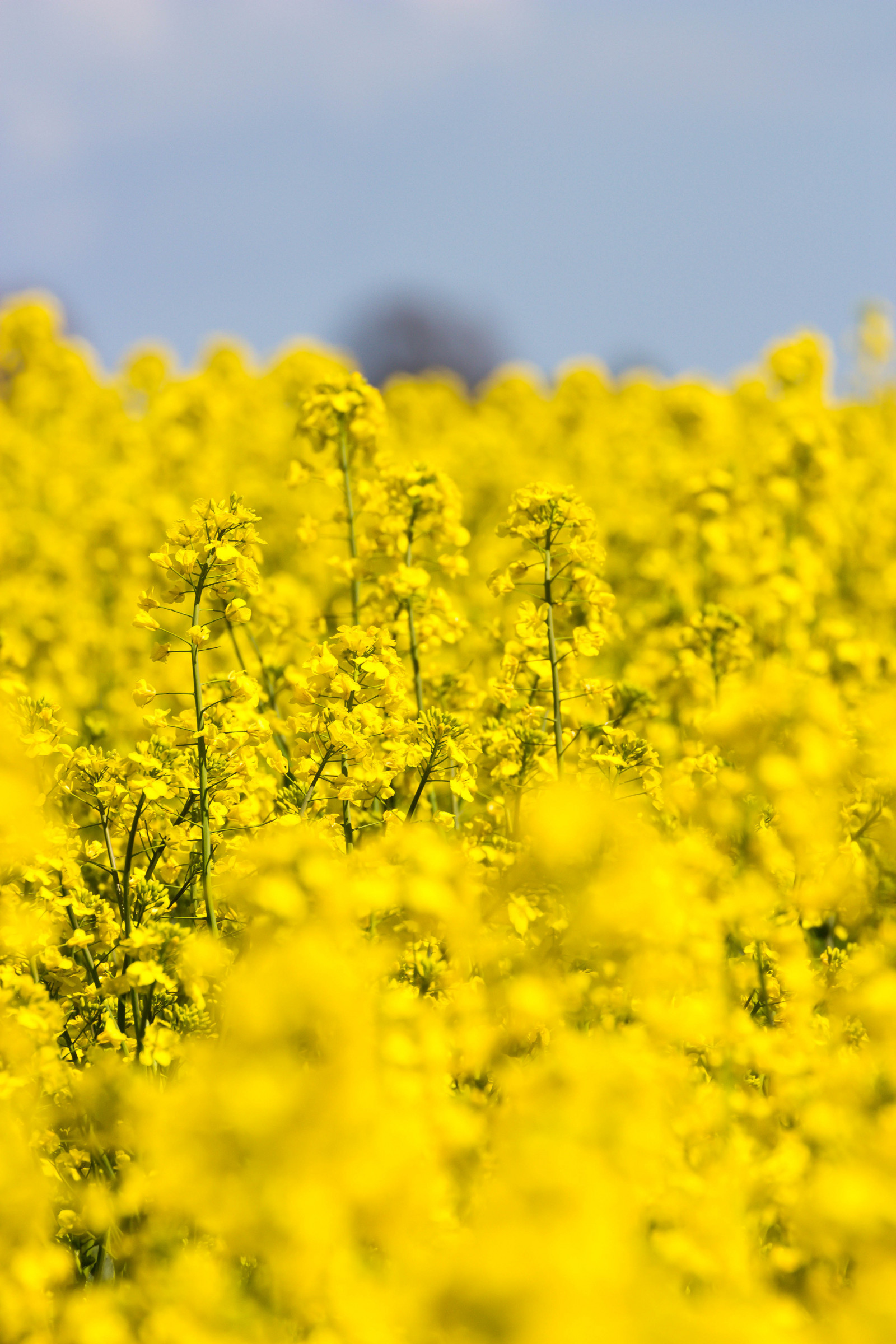Wallpaper : food, field, yellow, Rapeseed, flower, raps, gul, canola ...