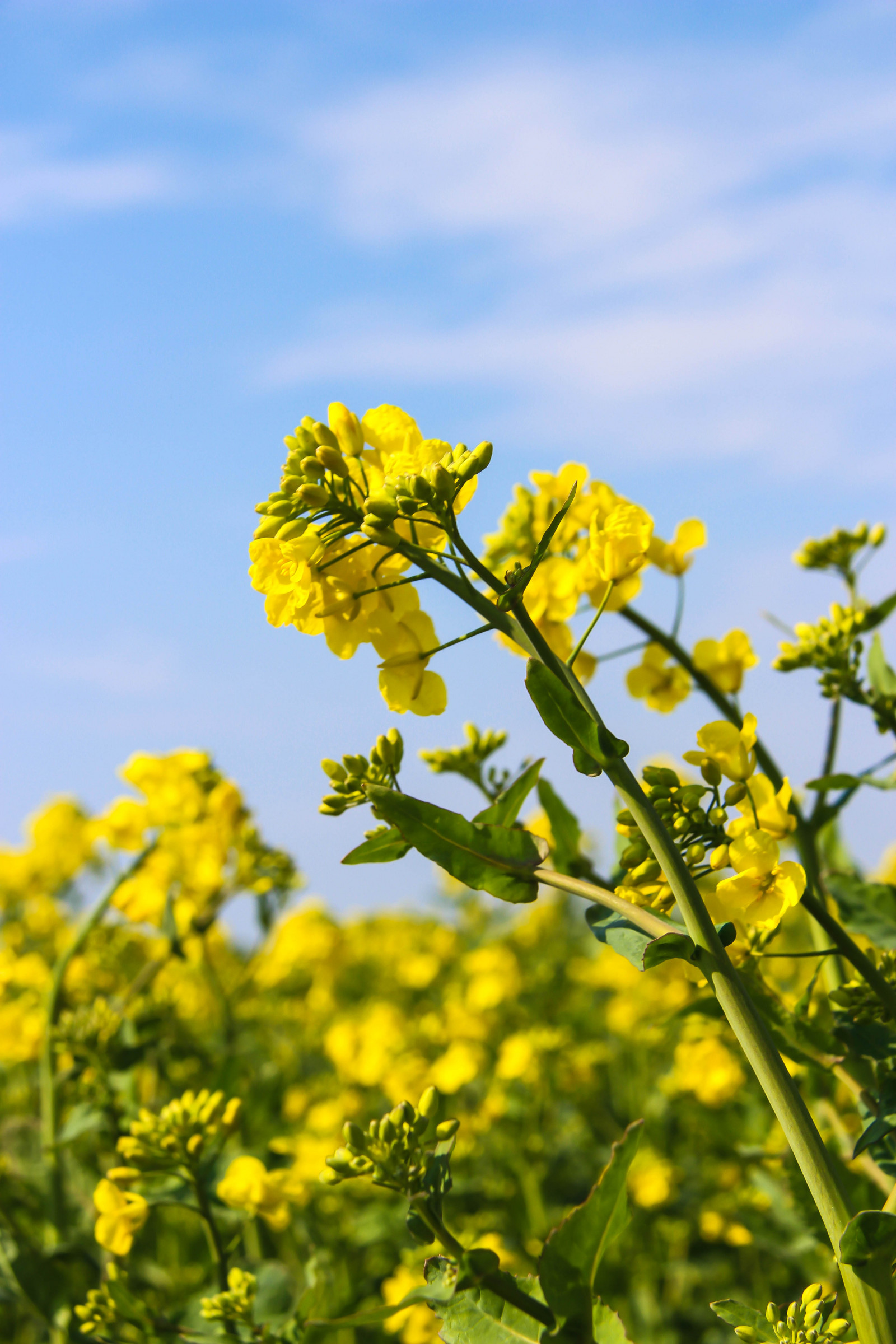 Wallpaper : sunlight, food, sky, field, yellow, blossom, Rapeseed ...