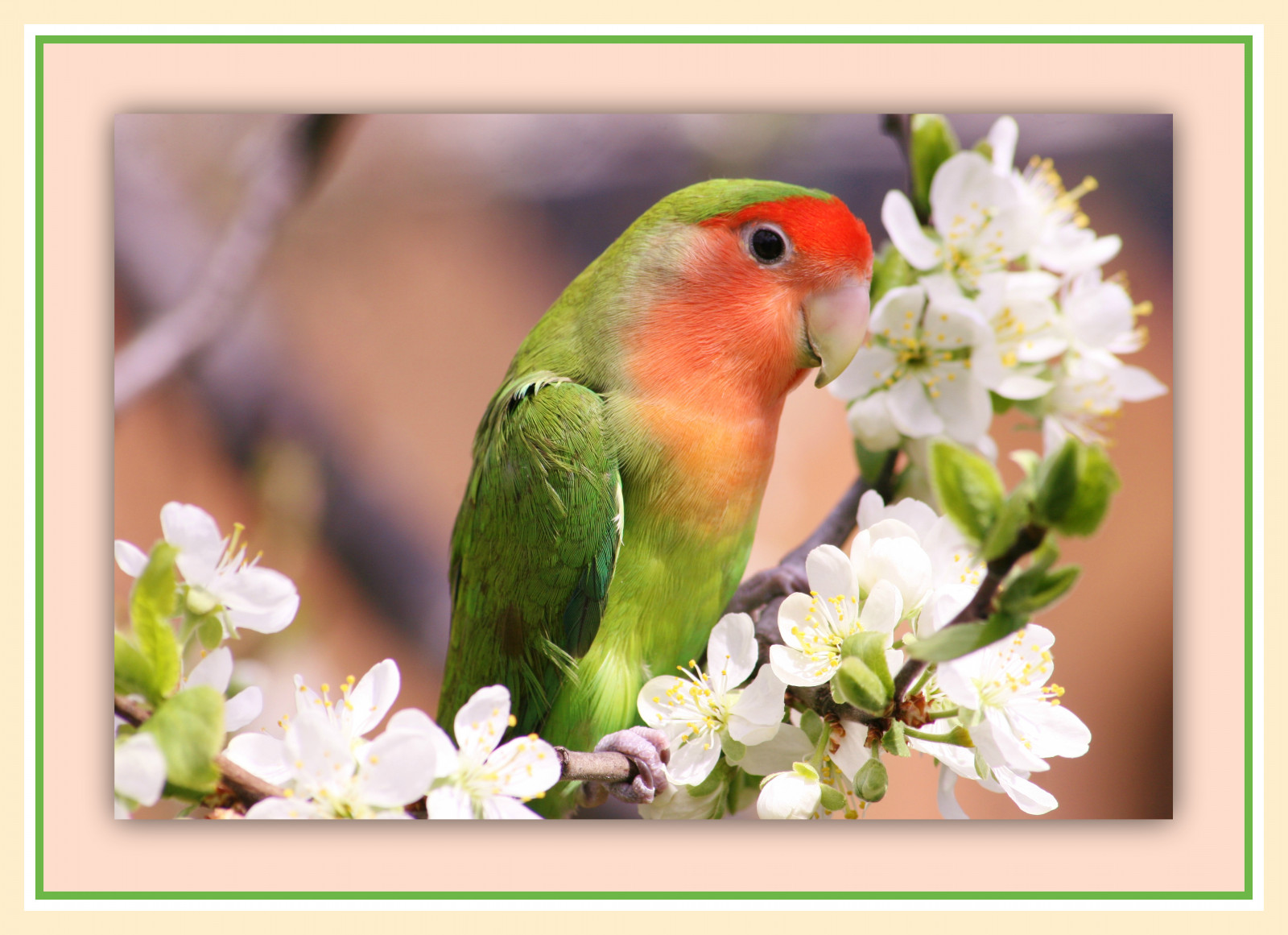 pták, fauna, Papoušek, Lovebird, zobák, organismus, andulka, květ, Perico, Společný pet andulka
