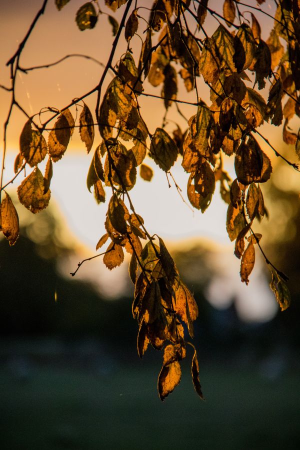 sunlight,nature,reflection,branch,yellow,light