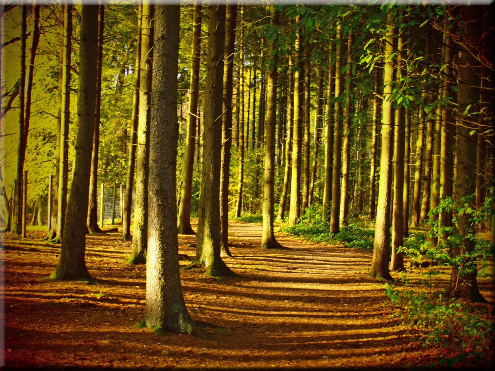 slunečnímu záření, stromy, les, Příroda, větev, zelená, džungle, Olympus, strom, podzim, list, rostlina, Wald, Herbst, b UME, zálesí, háj, místo výskytu, přírodní prostředí, dřevina, ekosystém, mírné jehličnatý les, biome, kufr, závod stonek, prales, opadavý, E620