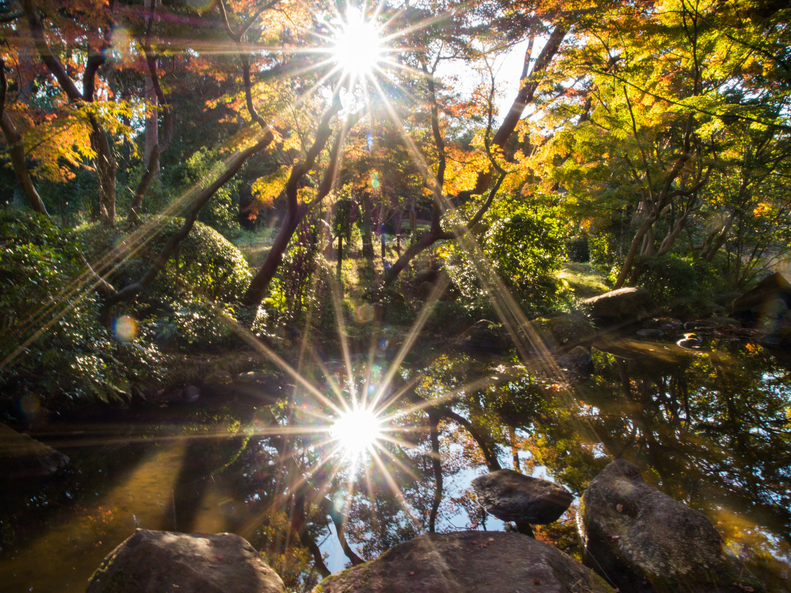 Matin, lumière, réflexion, arbre, étang, feuilles rouges
