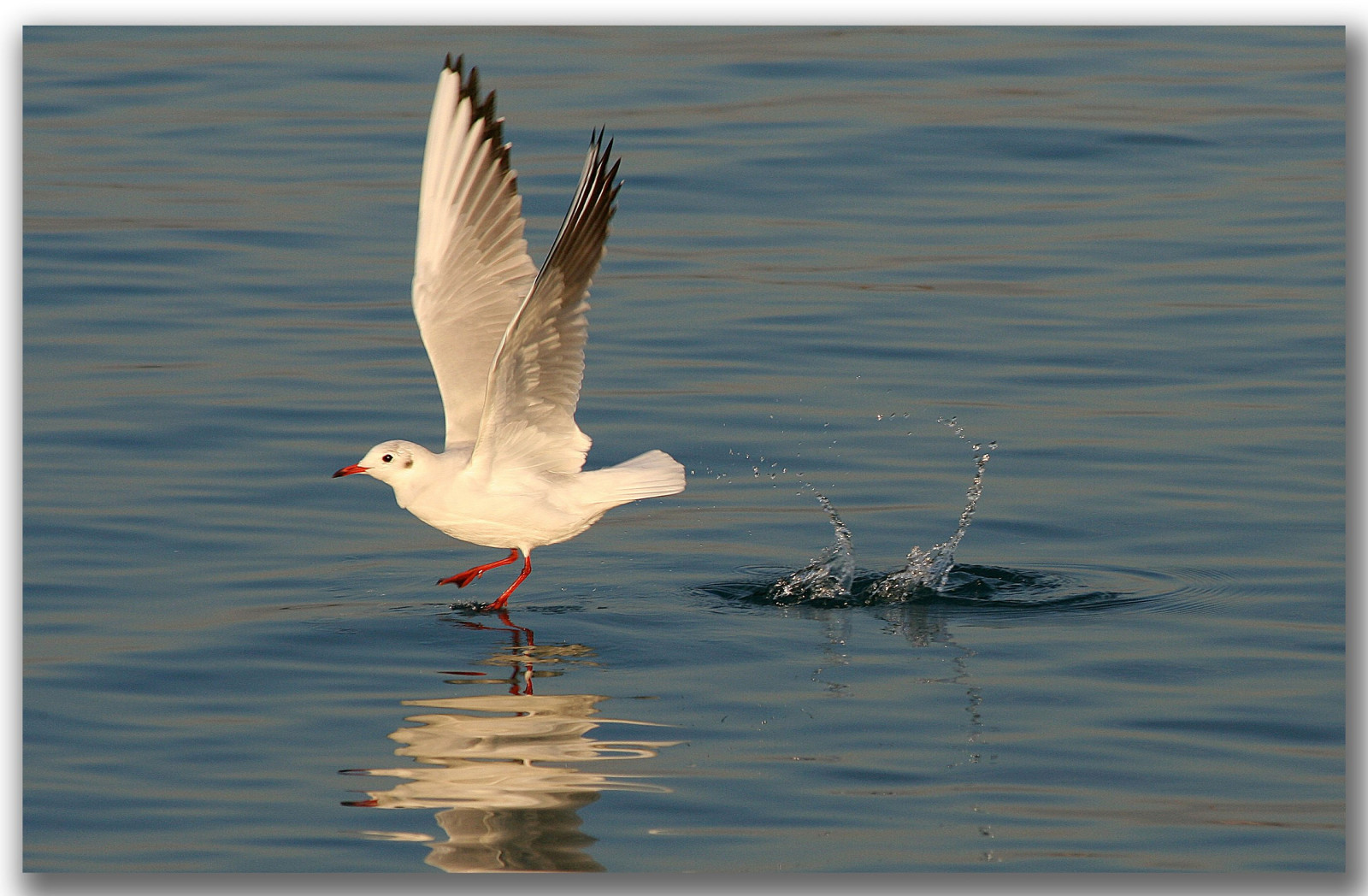 fugl, vand, måge, havfugle, fauna, sølvmåge, Charadriiformes, næb, shorebird, stor sort bakkes måge, fjer, vinge, hav, himmel, dyreliv, vand fugl, berolige