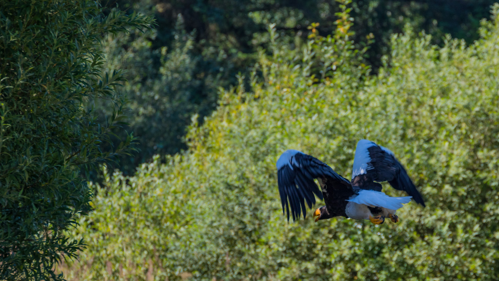 les, Příroda, tráva, zelená, Volně žijících živočichů, Dánsko, podzim, list, květ, pták, birdofprey, Danmark, f gel, exif modelu canoneos760d, geocountry, Kamera aby kánon, geocity, Model fotoaparátu canoneos760d, geostate, geolocation, exif aby kánon, EXIF otvor 63, exif isospeed 200, EXIF ef70300mmf456lisusm čočka, exif focallength 300mm, Skagen, rovf gel, eagleworld, rnreservatet, haliaeetuspelagicus, stellersseaeagle, j ttehavs rn, louka, fauna, zálesí, místo výskytu, prohlížení pták