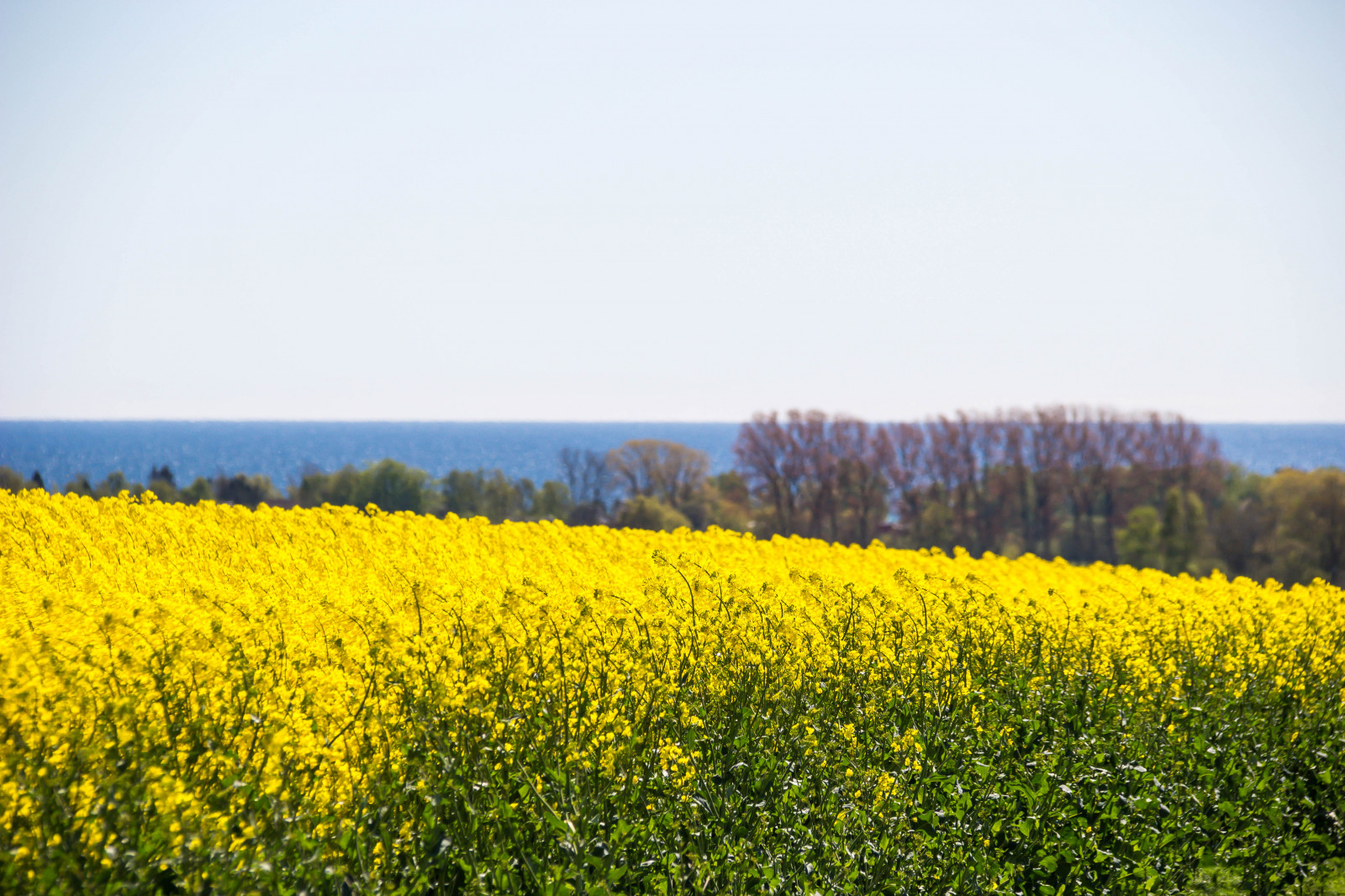 แนวนอน, อาหาร, หญ้า, ท้องฟ้า, ฟิลด์, สีเหลือง, ขอบฟ้า, Rapeseed, ดอกไม้, ทุ่งหญ้า, ปลูก, sk ne, ชนบท, raps, f lt, landskap, คาโนลา, rapefield, เกษตรกรรม, ทุ่งหญ้า, ที่ราบ, ดอกไม้ป่า, ทุ่งหญ้า, พืช, เขตชนบท, ผลิต, โรงงานที่ดิน, พืชดอก, ครอบครัวหญ้า, ผัก, Braseriaica, โรงงานมัสตาร์ด, brassica rapa, มัสตาร์ดและครอบครัวกะหล่ำปลี