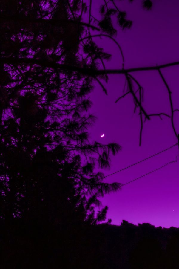 sky,atmosphere,plant,Moon,purple,branch