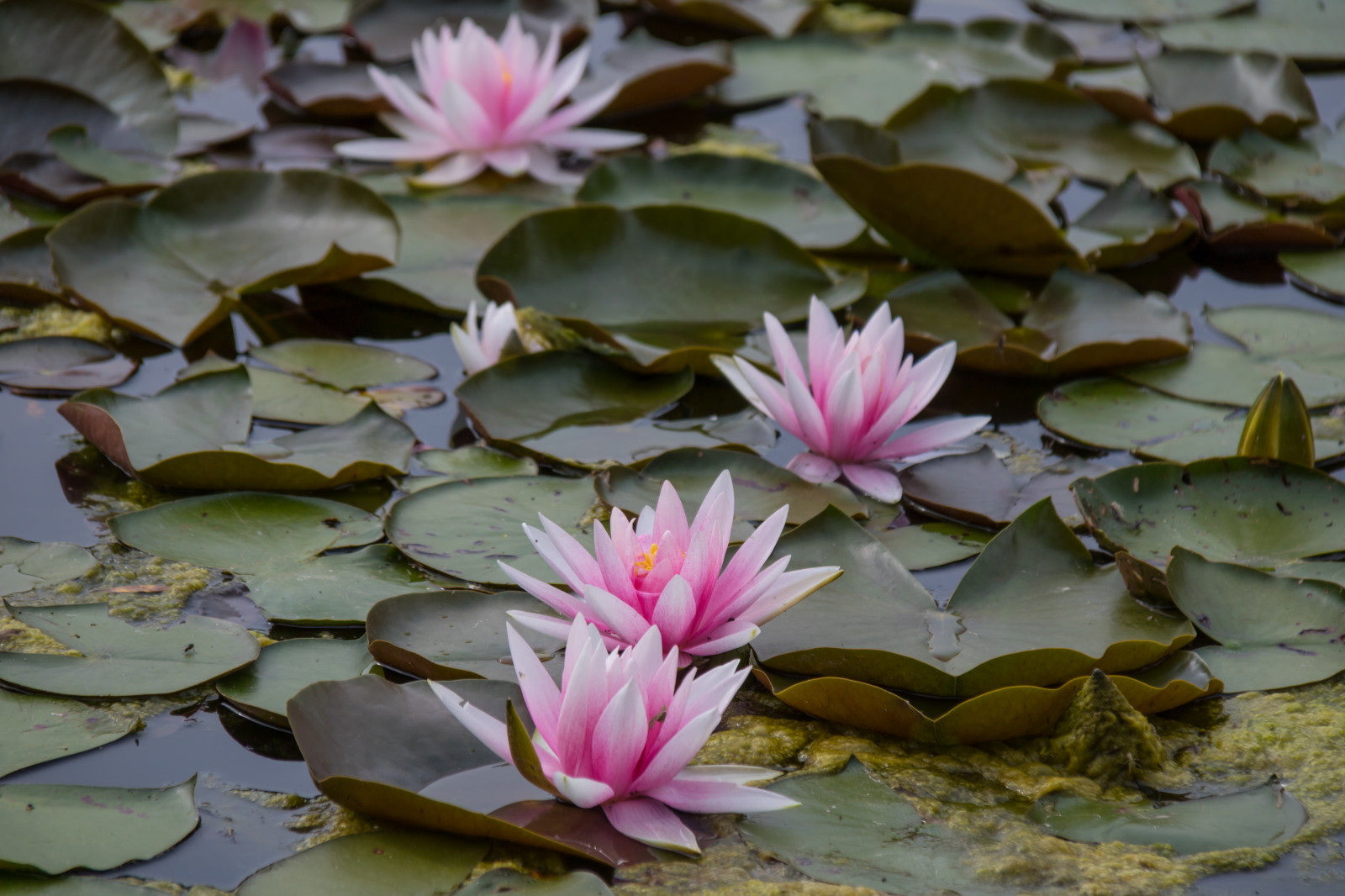 zahrada, Německo, květ, rybník, Berlín, list, květ, rostlina, lilie, flóra, tr dg rd, Německo, deutschland, leknín, gardensoftheworld, g rtenderwelt, n ckros, okvětní lístek, dererholungsparkmarzahn, botanika, suchozemská rostlina, kvetoucí rostlina, vodních rostlin