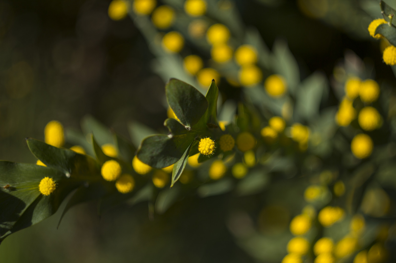 Sonnenlicht, Garten, Natur, Park, Gelb, Kanon, Bokeh, Russisch, Frühling, Australien, Victoria, Melbourne, September, 2014, Blume, Pflanze, Flora, Dof, Botanischer Garten, Eos, 58mm, M42, 60d, Handbuch, Wildblume, Computer-Tapete, Botanik, Nahansicht, Makrofotografie, Vintagelens, Helios, Botanischen, Helios442, Melbournebotanicgardens, Royalbotanicgardensmelbourne