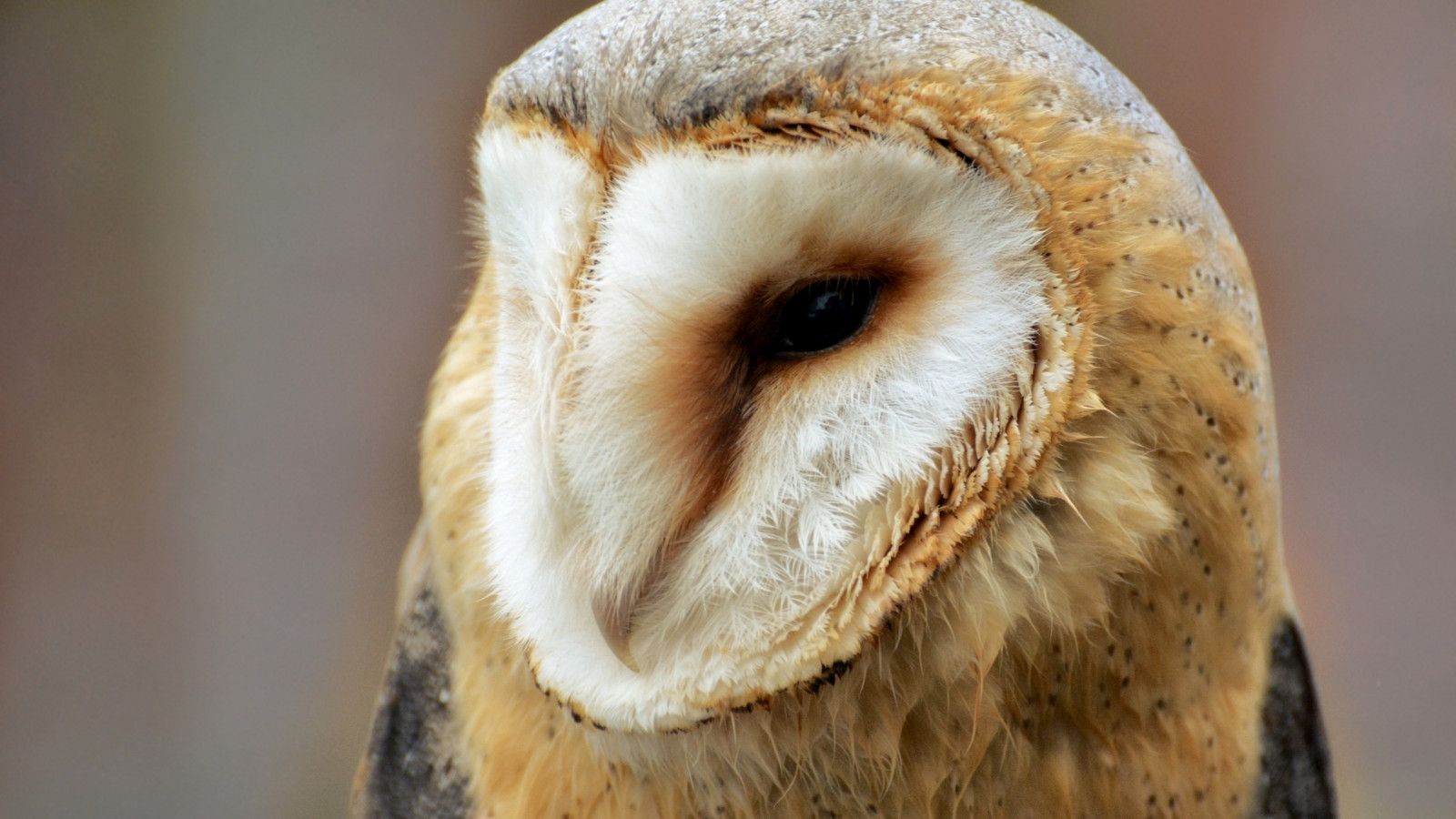 Tierwelt, Nikon, Raubvogel, Scheune, Eule, Pelz, Schnabel, Vogel, Auge, 70300, Fauna, Vr, Alba, Nahansicht, Schnauze, D500, Tyto, Uil