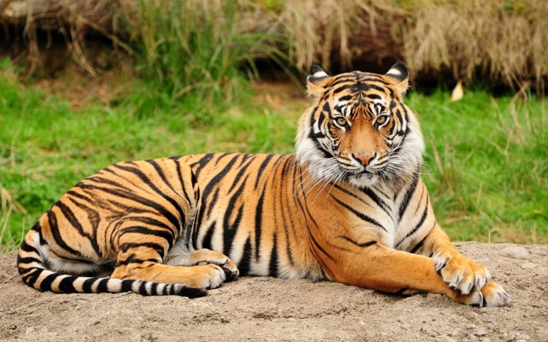 zvěř, tygr, Volně žijících živočichů, velké kočky, zoologická zahrada, kníry zvěř, tygr, Volně žijících živočichů, velké kočky, zoologická zahrada, kníry