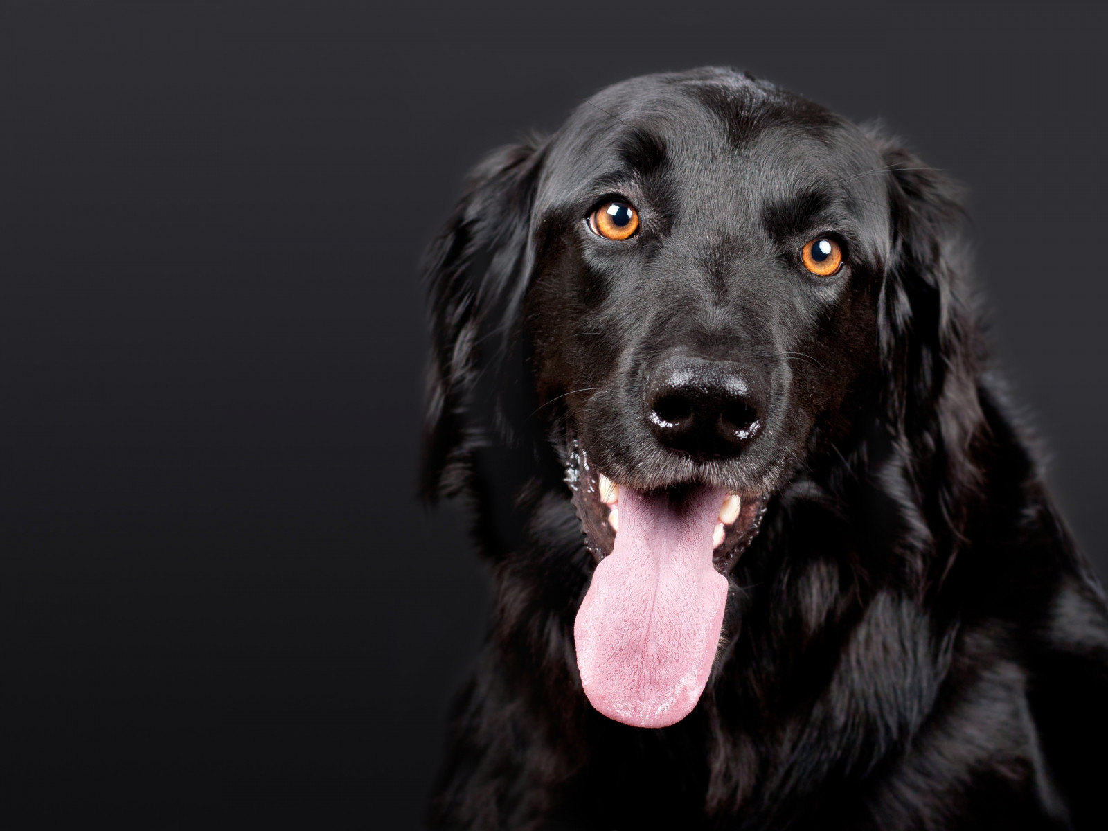 Fond d'écran Hovawart, chien, museau, noir, Langue saillante
