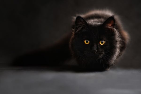 cat,black,eyes,shadow
