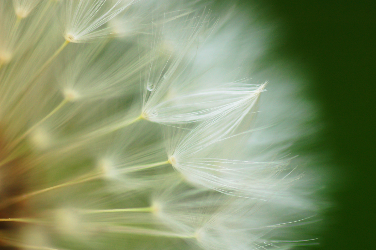 plante, makro, vand, plante, dråber, forår, Pflanze, mælkebøtte, frø, vanddråber, 90mm, printemps, wassertropfen, Fruhling, fr chte, pissenlit, gouttes, samen, Taraxacum, l wenzahn, Pusteblume, lionstooth, Ach nen