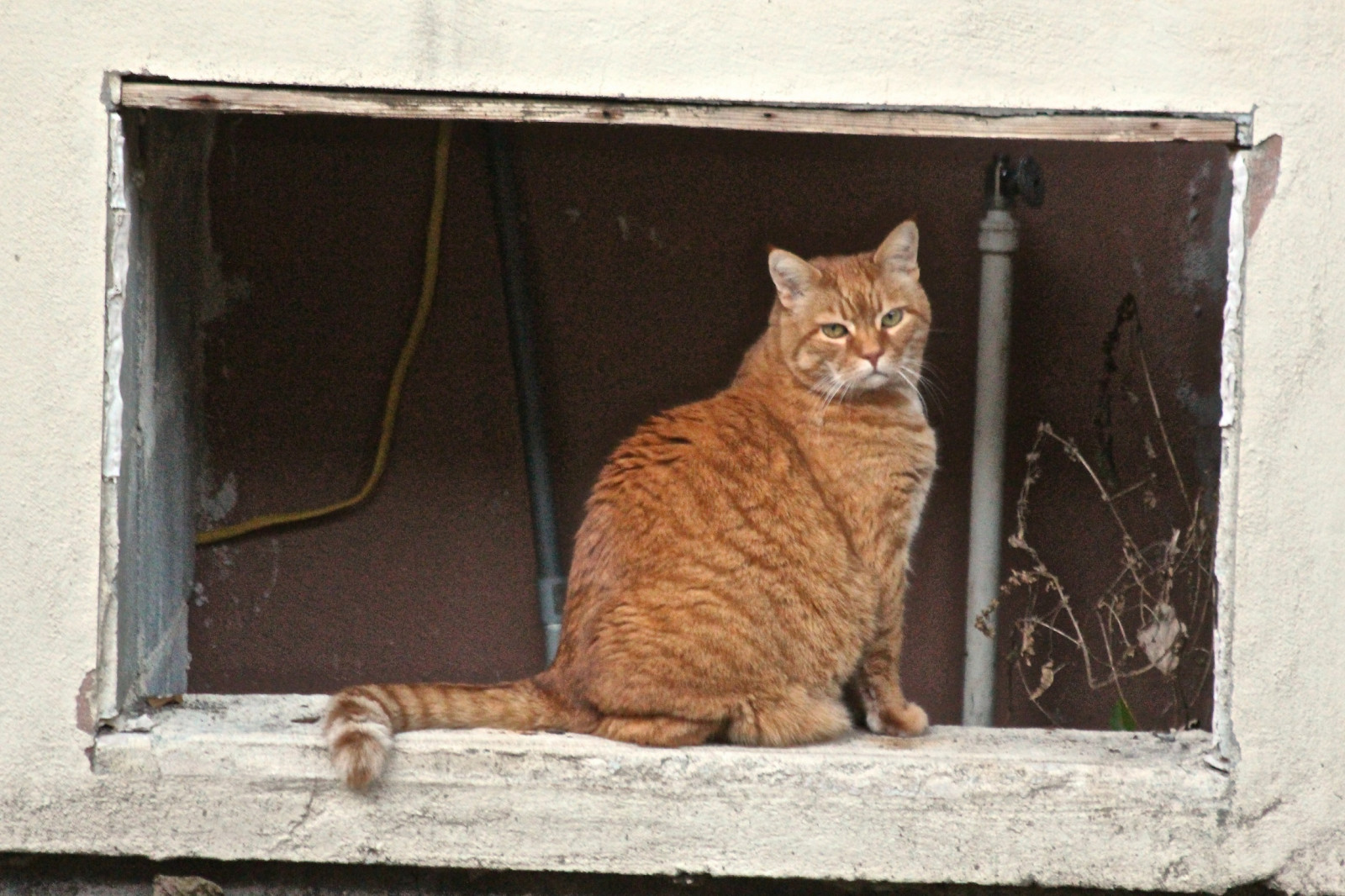 kočka, Kánon, eos, orangecat, kotě, zarámovaný, teleobjektiv, vinný, redcat, gingercat, redcst