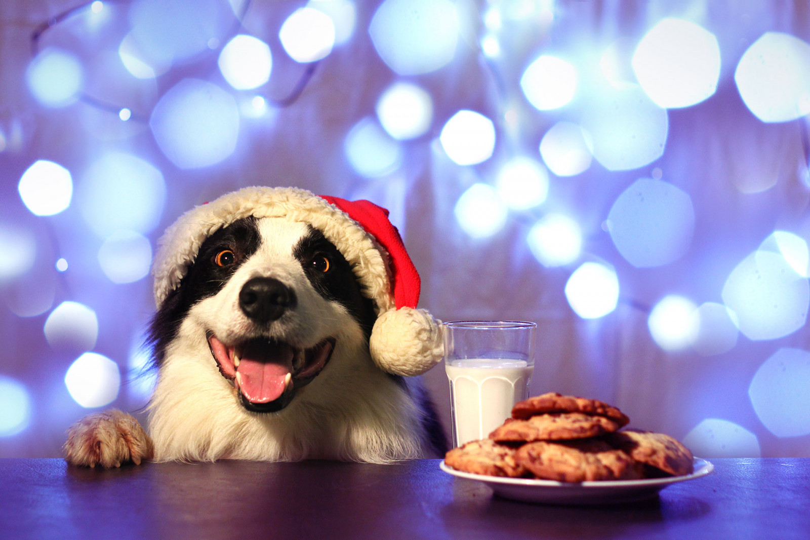 Wallpaper : Christmas, Canon, lights, collie, december, border ...