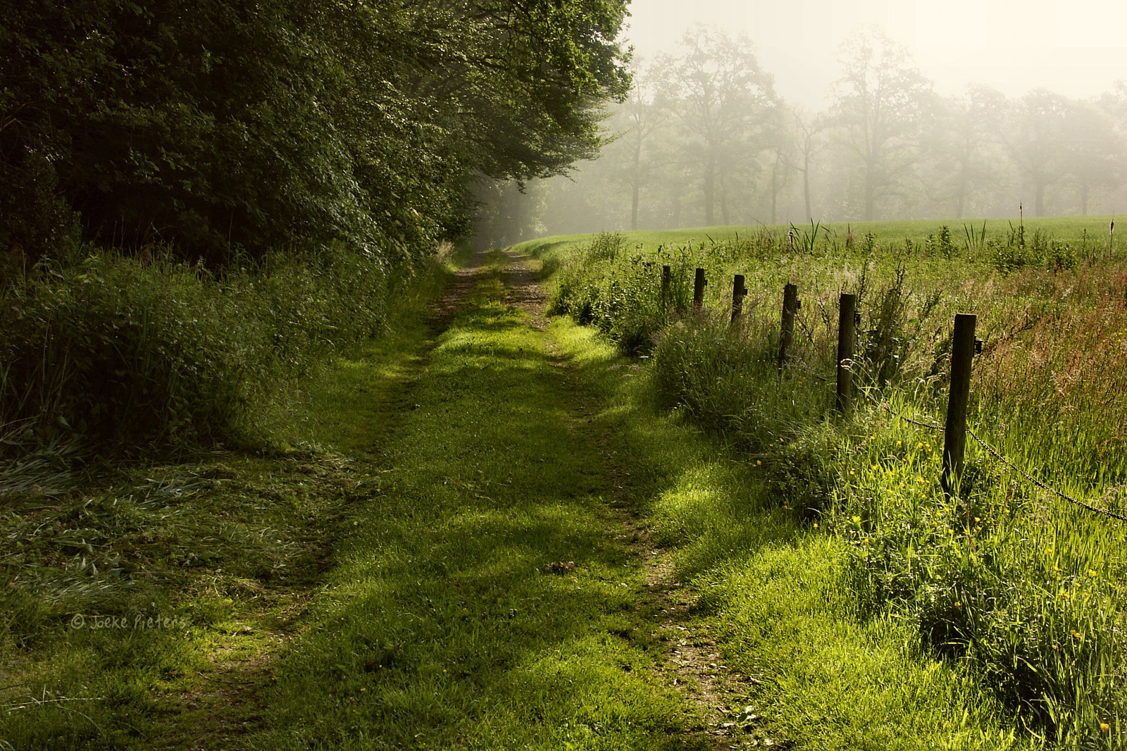 luce del sole, paesaggio, foresta, collina, natura, erba, cielo, campo, strada, verde, mattina, strada sterrata, Olanda, natura selvaggia, sentiero, riserva naturale, Olanda, albero, prateria, pianta, blinkagain, mygearandme, pascolo, pista, vegetazione, agricoltura, prato, mygearandmepremium, mygearandmebronze, mygearandmesilver, mygearandmegold, Nederland, mygearandmeplatinum, mygearandmediamond, blinksuperstars, Winterswijk, bestofblinkwinners, gelderland, bosco, prateria, area rurale, ecosistema, temperata foresta di conifere, bioma, famiglia di erba, vecchia foresta di crescita, shrubland, ecoregione, Achterhoek, tampone, Woold, aroundhouse, 3213, rondhuis, plant community, spruce fir forest