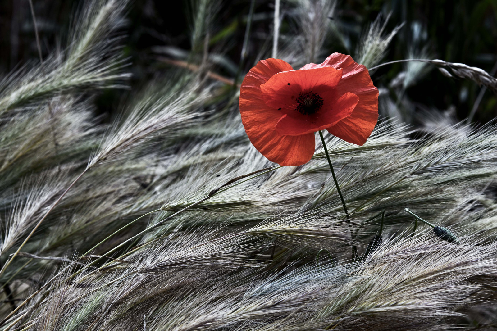 flori, roșu, natură, Milano, Natura, Campagna, maci, Fiori, rosso, lombardia, papaveri, Solitudine, sancolombanoallambro, mat56