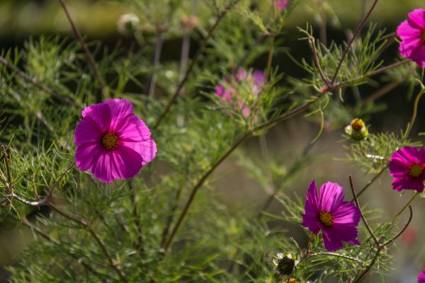 nature, flower, plant, flora, blomma, malmo