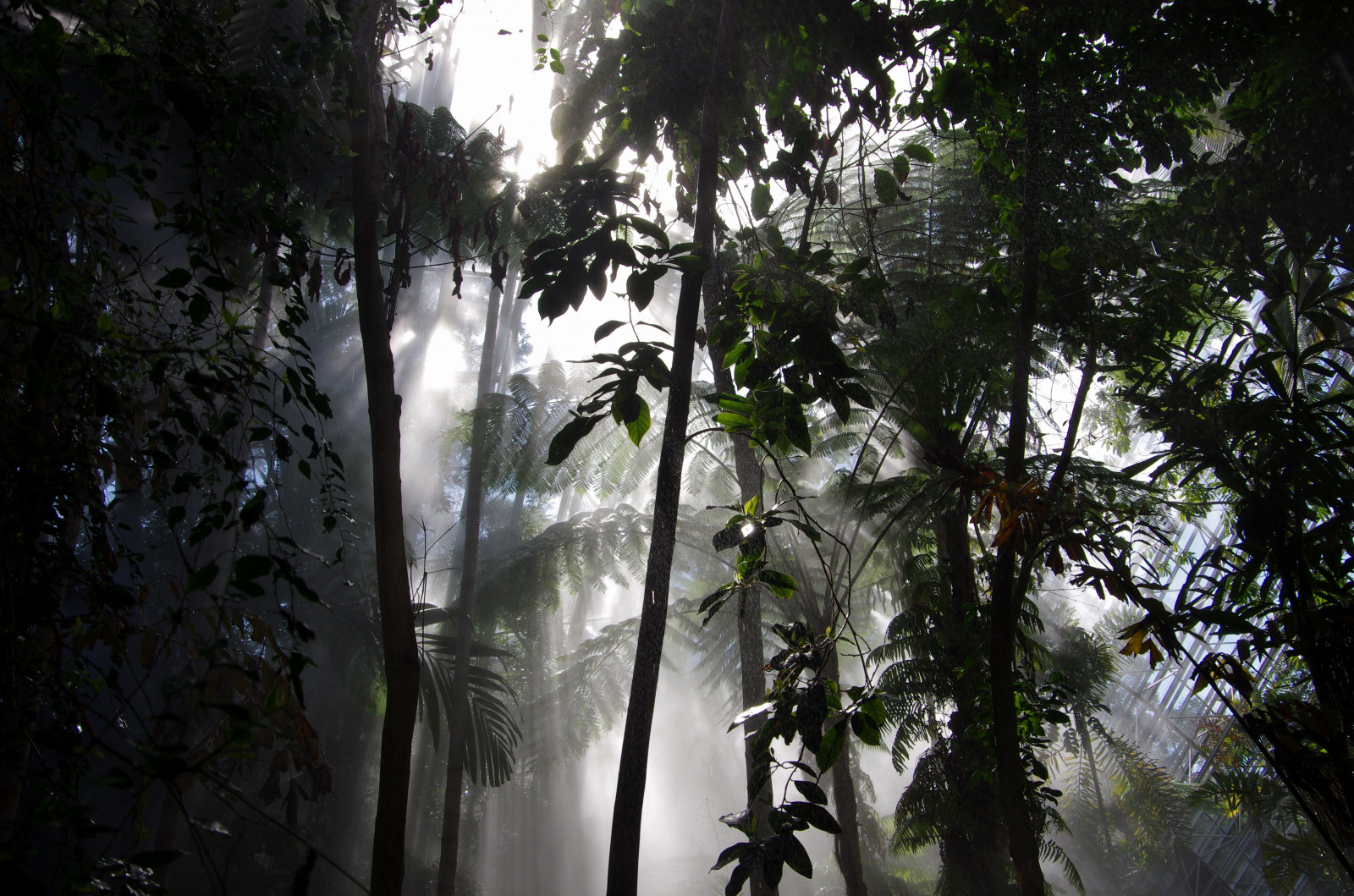slunečnímu záření, les, vodopád, voda, Příroda, větev, džungle, deštný prales, Adelaide, strom, list, rostlina, vegetace, Botanická zahrada, zálesí, dřevina, biome, arecales, prales, vodní prvek, skleník, Bikentenní konzervatoř