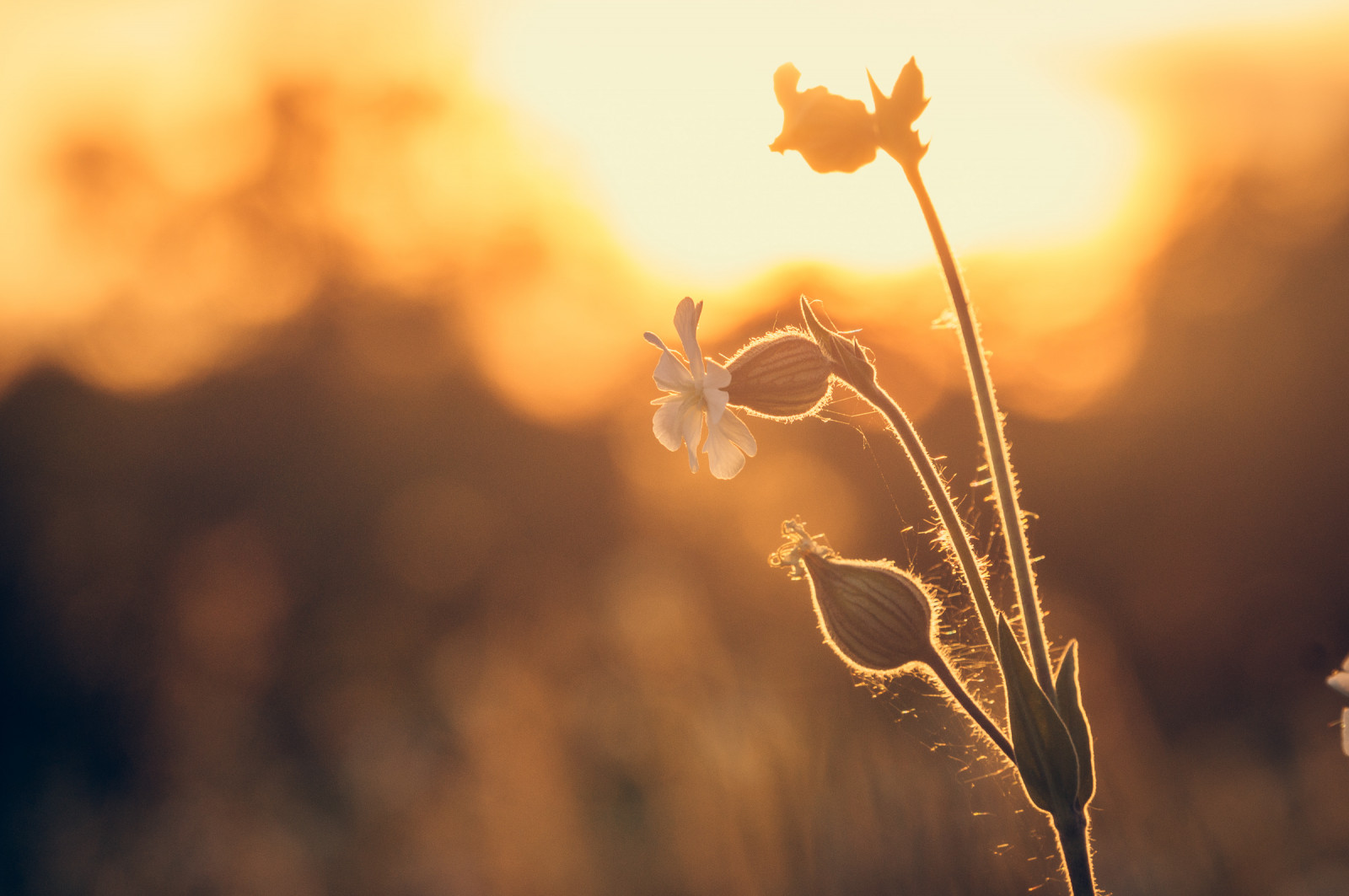 slunečnímu záření, západ slunce, Příroda, odraz, nebe, fotografování, větev, žlutý, večer, ráno, Německo, slunce, Sony, světlo, mrak, podzim, list, květ, rostlina, sonnenuntergang, syn, sonynexf3, lichtnelke, sel18200, atmosférický jev, počítač tapeta, zblízka, makro fotografie, tráva rodina, kampion, leimkraut