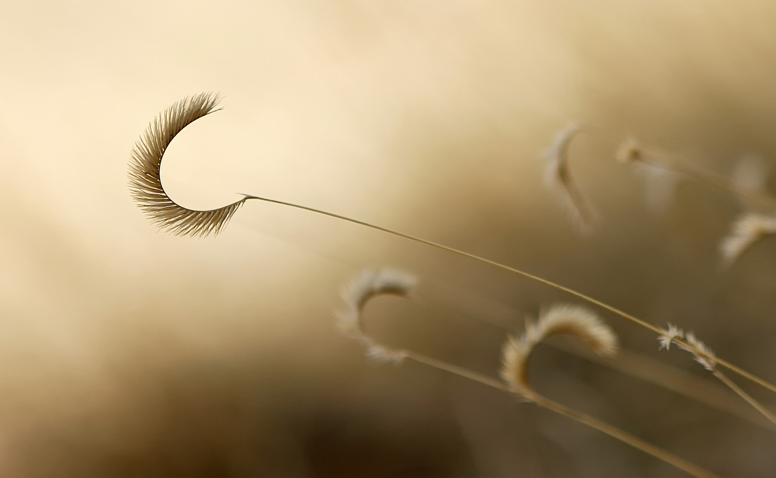 Arizona, plante, makro, natur, mager, kurver, linje, inspirere, SOE, betagende, naturesfinest, Supershot, anawesomeshot, impressedbeauty, aplusphoto, theunforgettablepictures, goldstaraward, breathtakinggoldaward