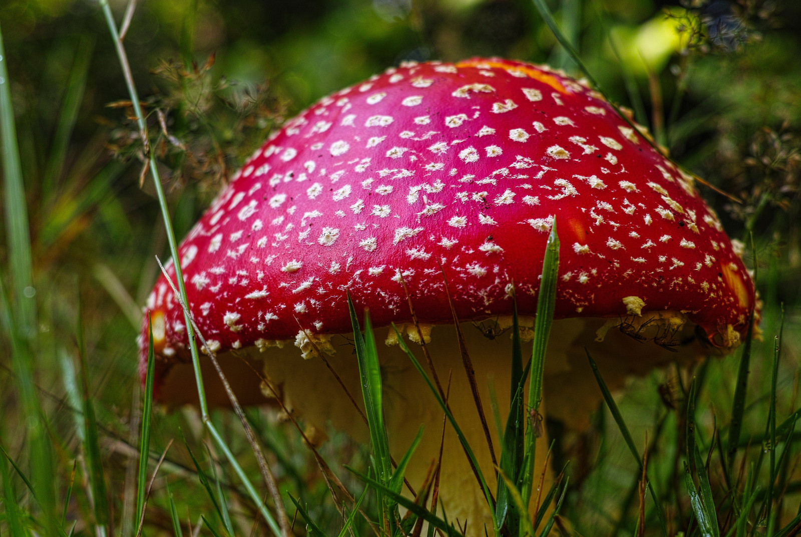 Hirtshals, Dánsko, Danmark, Fliegenpilz, flyagaric