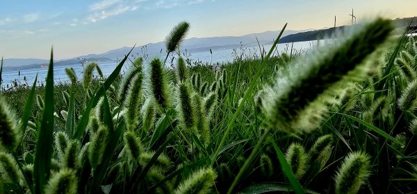 sea,grass,Phl um
