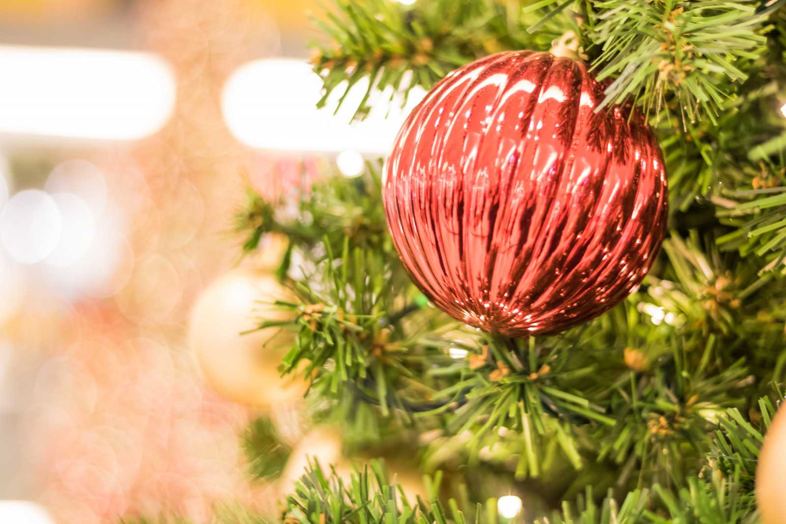 větev, Německo, Vánoční strom, Vánoce, jedle, strom, podzim, list, květ, rostlina, Vánoce, flóra, vánoční strom, julgran, vánoční trh, července, Německo, deutschland, Rostock, julmarknad, exif modelu canoneos760d, geocountry, Kamera aby kánon, geocity, Model fotoaparátu canoneos760d, geostate, geolocation, exif aby kánon, exif focallength 50mm, exif isospeed 800, EXIF ef50mmf18stm čočka, EXIF otvor 20, okvětní lístek, weinachtsmarkt, botanika, suchozemská rostlina, kvetoucí rostlina, dřevina, vánoční dekorace, makro fotografie