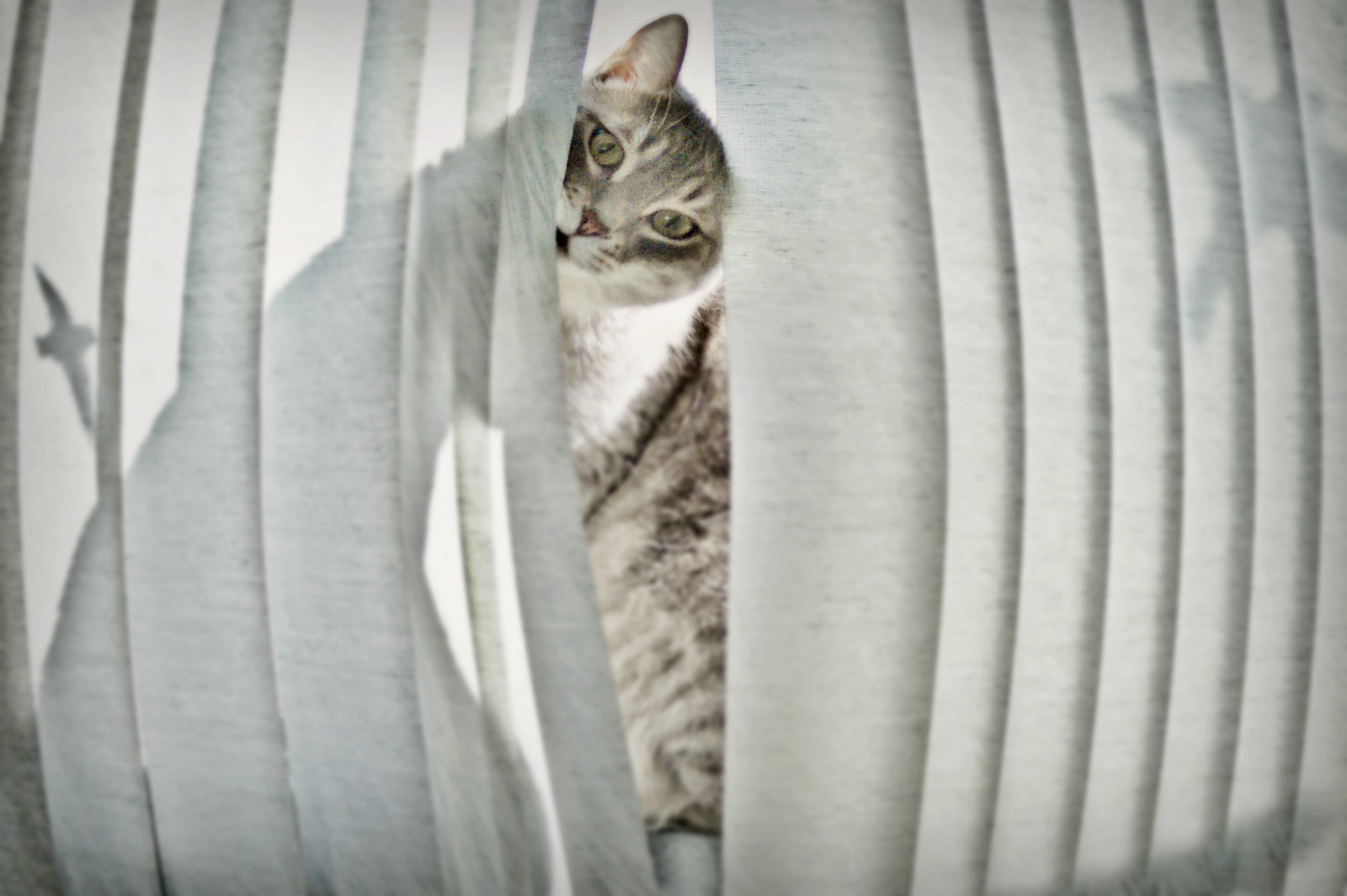 slunečnímu záření, roztomilý, okno, kočka, stíny, mourek, Koťátko, rybí oko, rolety, zvědavý, pokukování, pozorování ptáků, Macey