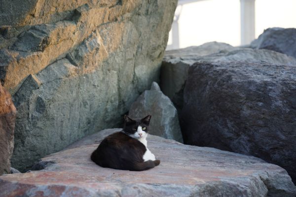 rock,Sony,Tokyo,7,wildlife,Zoo