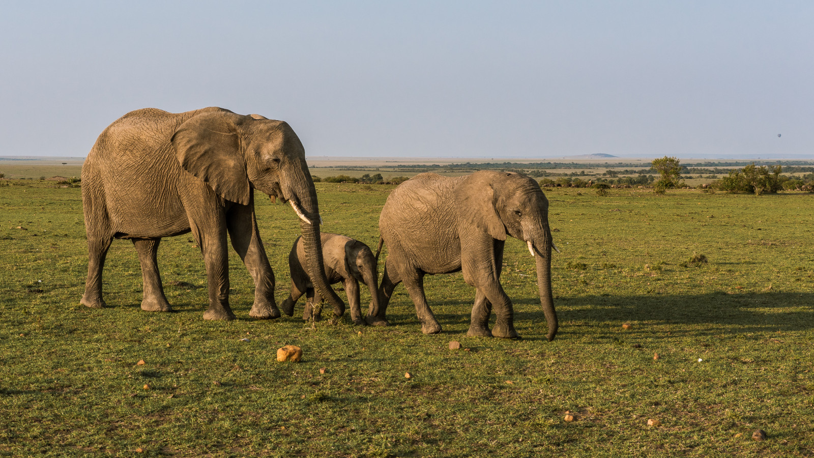 dovolená, slon, lumix, Keňa, Volně žijících živočichů, Panasonic, Safari, divočina, Kenia, maasaimara