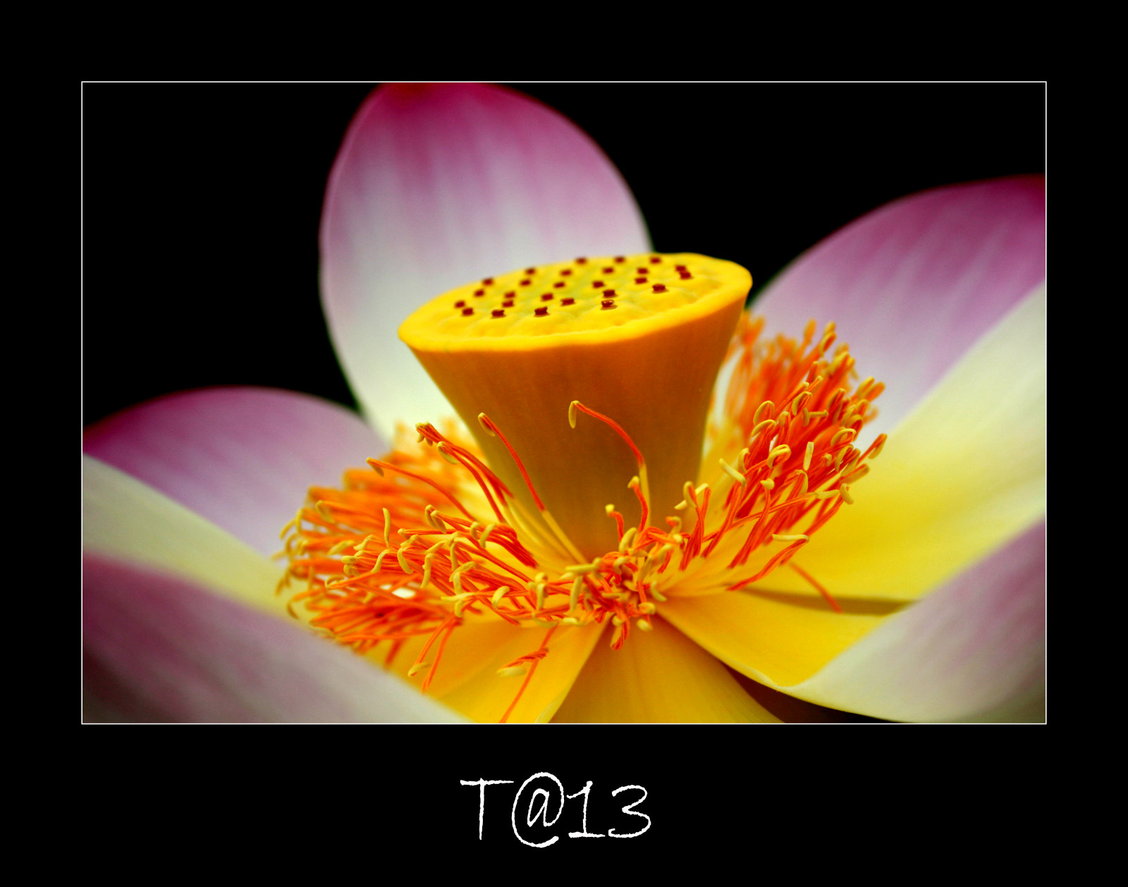 Wallpaper : yellow, pollen, Lotus, color, flower, flora, petal, fleur