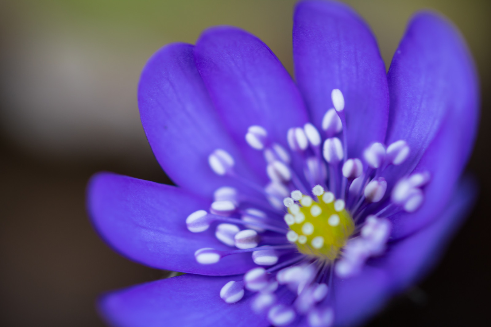 fotografering, lilla, gul, blå, blomst, forår, krokus, farve, blomst, plante, flora, blomma, lund, botaniskatr dg rden, v r, botanicgarden, kronblad, hepatica, blueanemone, bl sippa, wildflower, jord plante, blomstrende plante, tæt på, makrofotografering, stængelplante