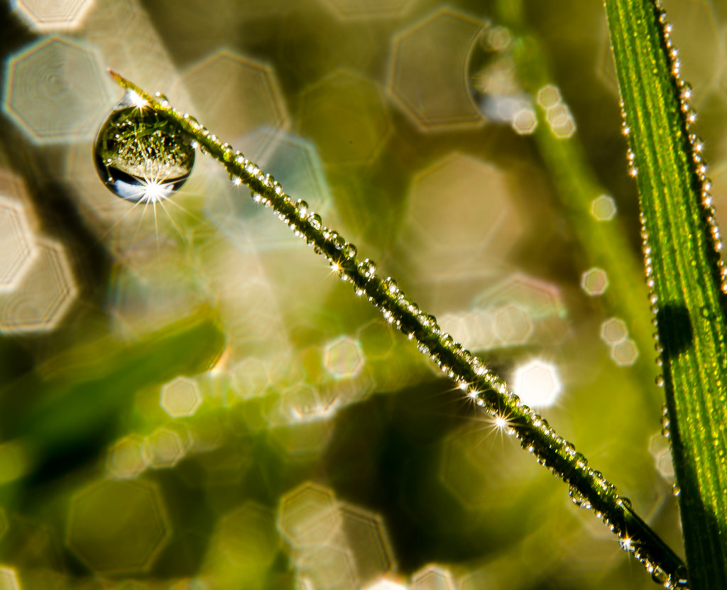 ráno, Ontario, Kanada, makro, voda, tráva, yard, jaro, Nikon, mráz, bokeh, trávník, smět, pokles, 50mm14, rosa, reverselensmacro, Br2a, HBW, happybokehwednesday, D7000