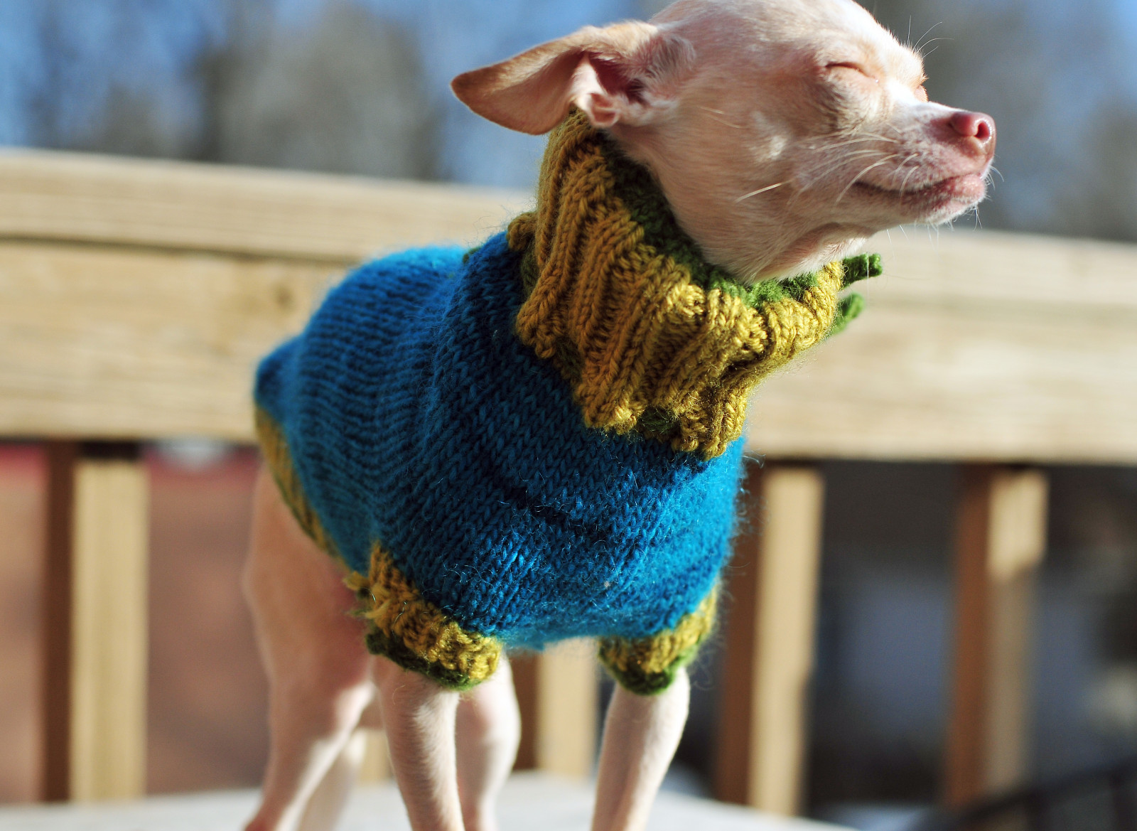 Wallpaper green, blue, sweater, yarn, chihuahua, puppy, knitted