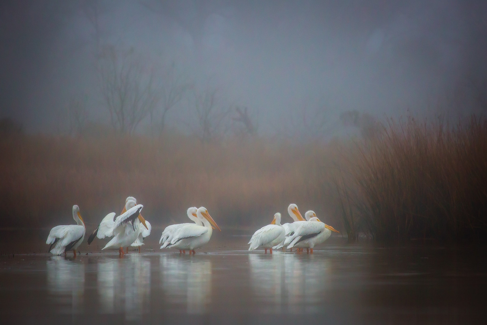 uccelli, riflessione, mattina, Texas, nebbia, uccello, acqua uccello, specanimals, Pasadena, americanwhitepelican, kayakphotography, gseloff, horsepenbayou, galvestonbayestuary