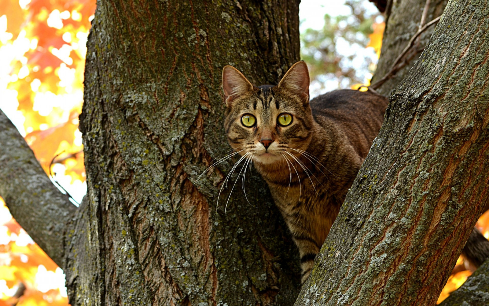 mačka, príroda, vetva, zver a rastlinstvo, pruhované, fúzy, divá mačka, strom, jeseň, krídlo, kvetina, fauna, cicavec, sadnúť, stavovcov, mačka ako cicavce, malé až stredne veľké mačky