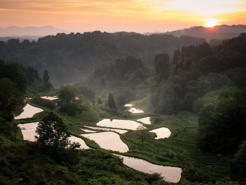 sollys, træer, landskab, Skov, bjerge, bakke